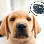 My dog ​​keeps having toilet accidents. 3 reasons and solutions